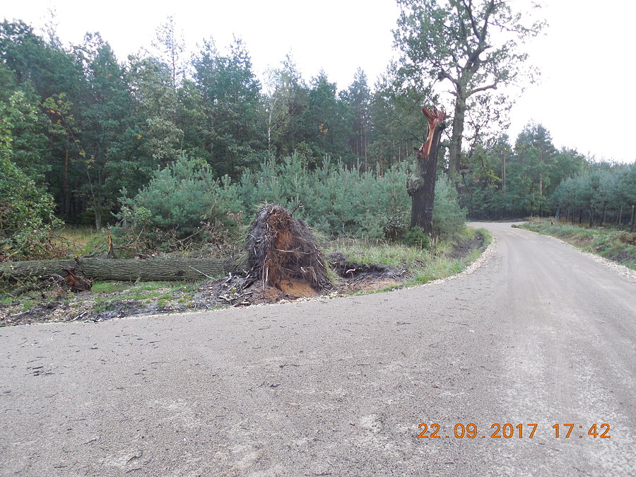 Skutki wichury na drodze pożarowej nr 6