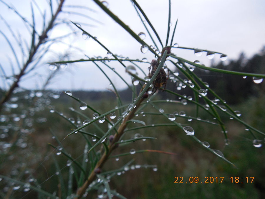 Modrzewiowy młodnik przegląda się w kropelkach dżdżu