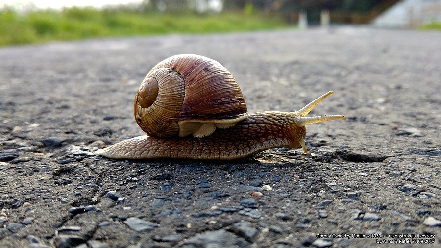 Ślimak ślimak, pokaż rogi
