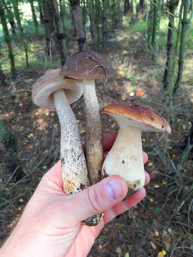 Borowik i dwa Koźlarze babka