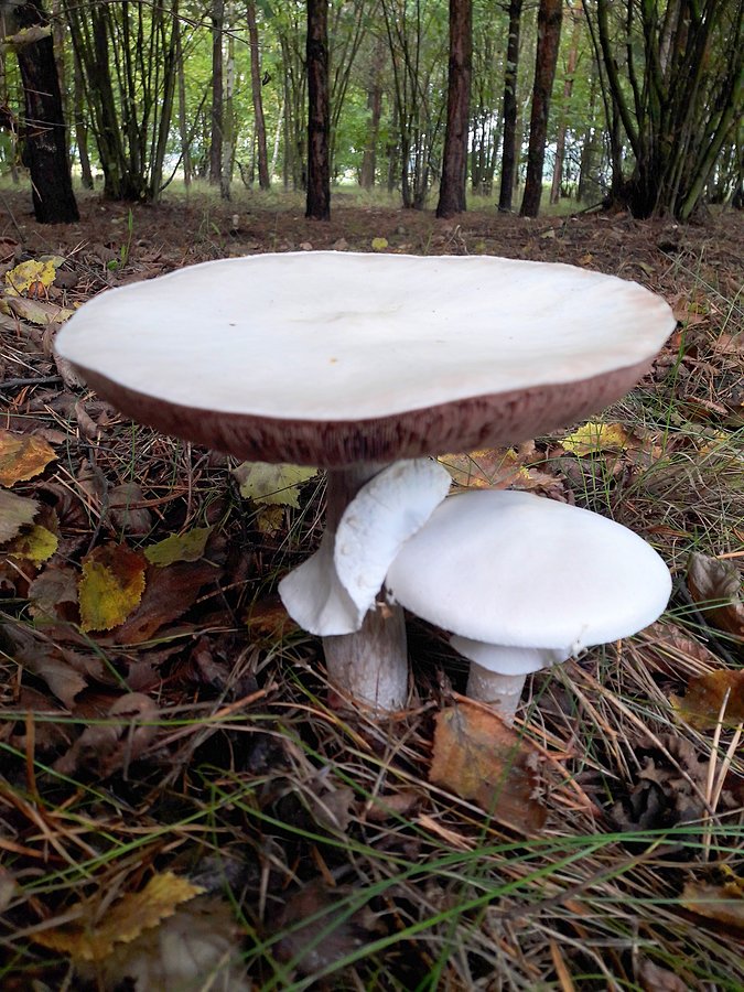 Olbrzymia pieczarka polna