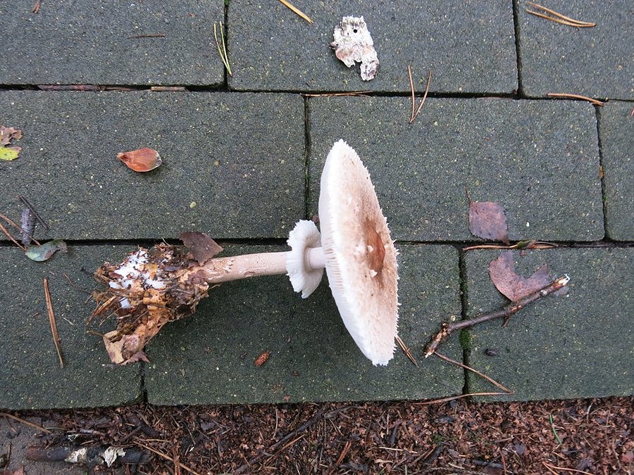 Kania zostanie zjedzona na drugi dzień. Najpierw wyląduje w mleku :)