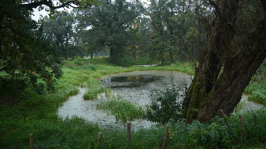 Starorzecze w Zespole Krajobrazowym "Kijewickie Kerki"
