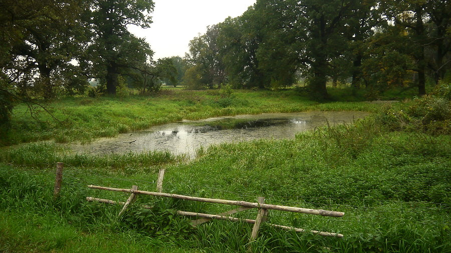 Resztki XIX wiecznego parku krajobrazowego w Kijewicach "Kijewickie Kerki"