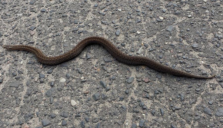 Żmija zygzakowata (Vipera berus)
