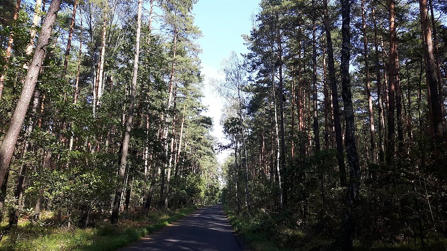 Kawałek przez Puszczę