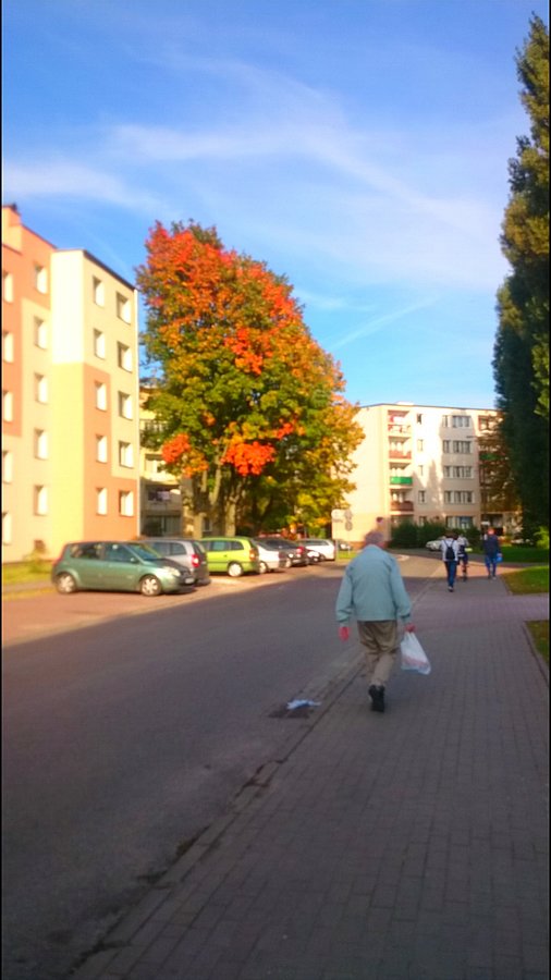 Kolorowe drzewko w Ursusue