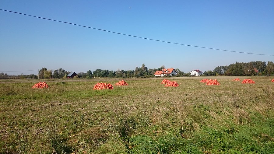 Dynie w Podkampinosie