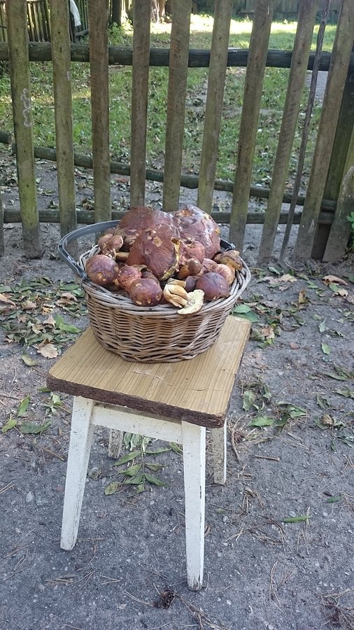 Grzybki na sprzedaż