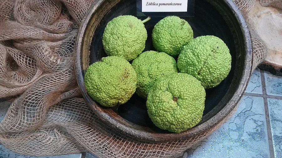 Żółtlica pomarańczowa
