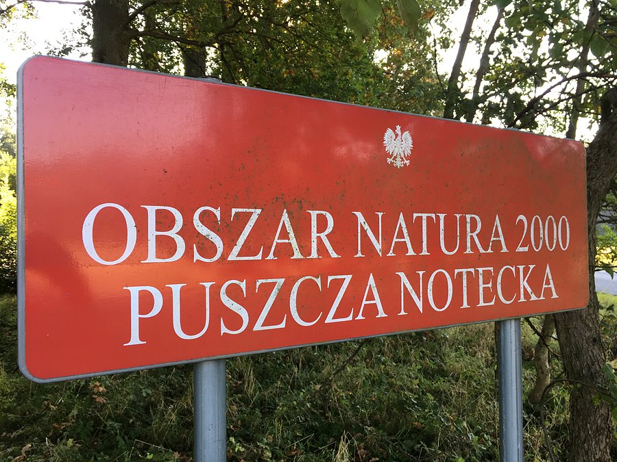 Puszcza Notecka - w drodze do Obrzycka
