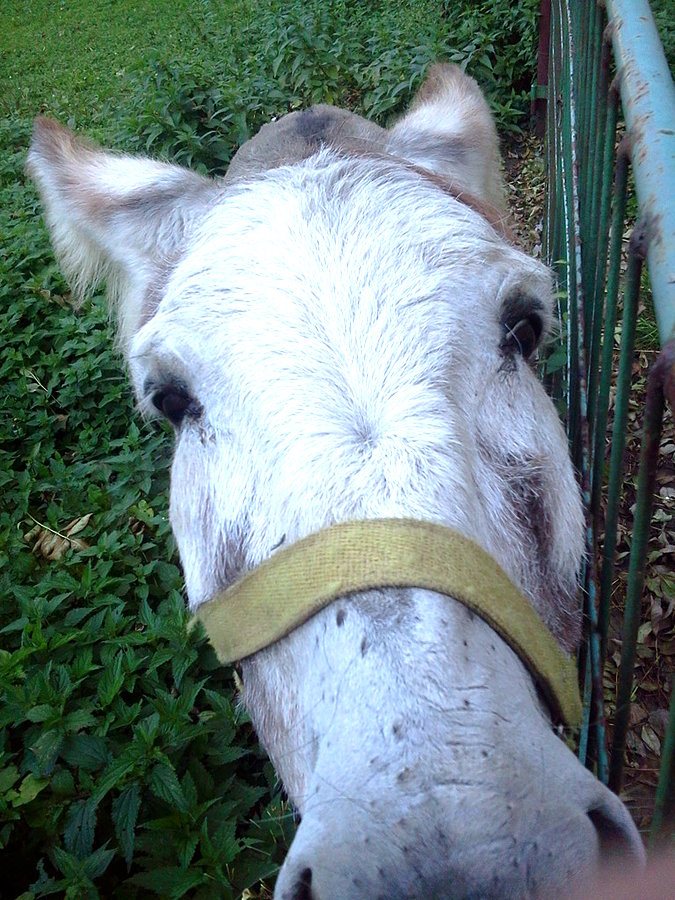 Osioł