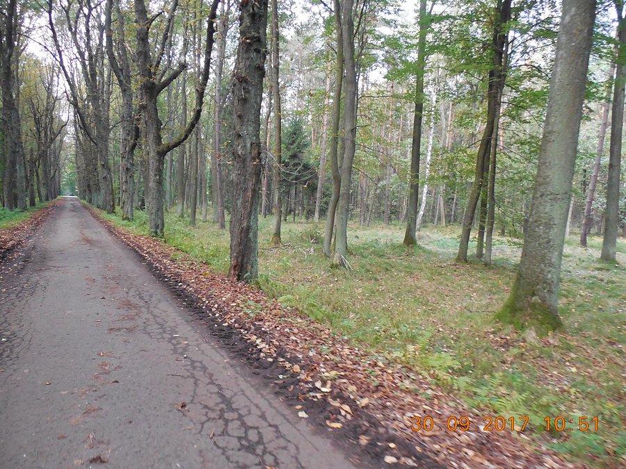 Piękne leśne drogi w lasach w okolicy Kobióra