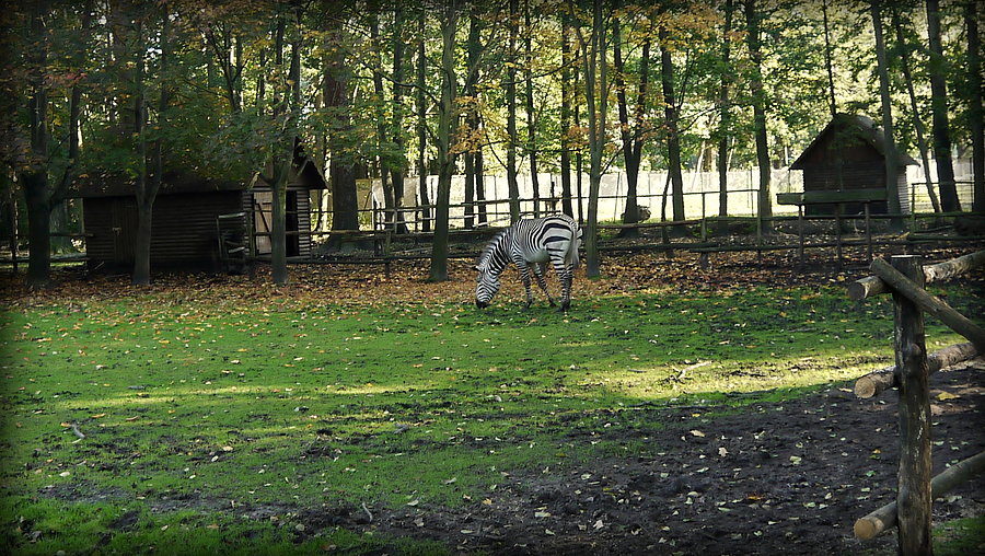Zebra w Nowym Tomyślu
