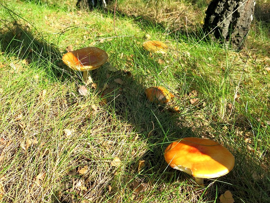 Pomarańczowy też niczego sobie