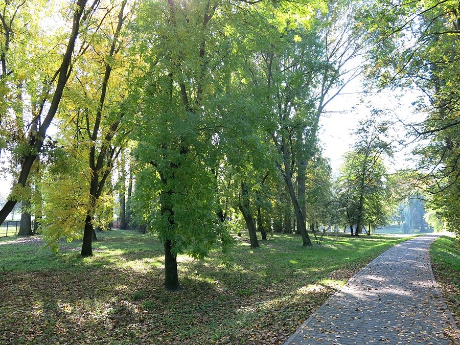 Aleją w parku