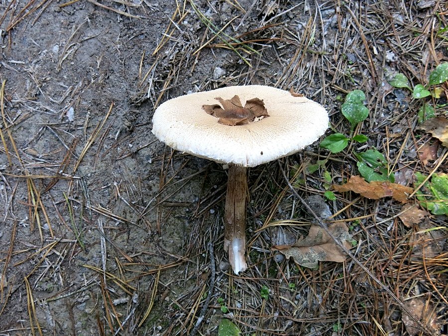 Druga kania :)