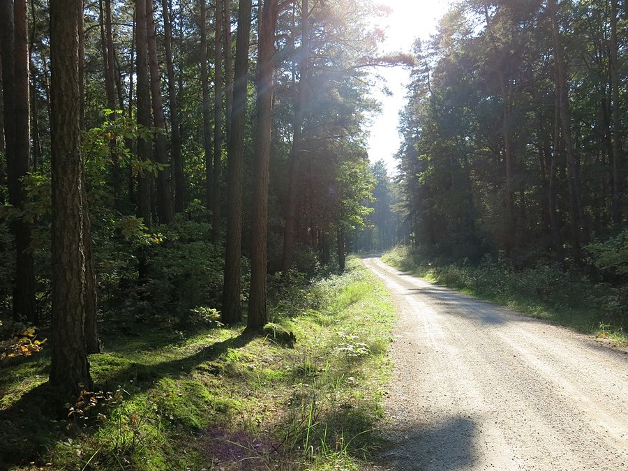 Na żółtym szlaku
