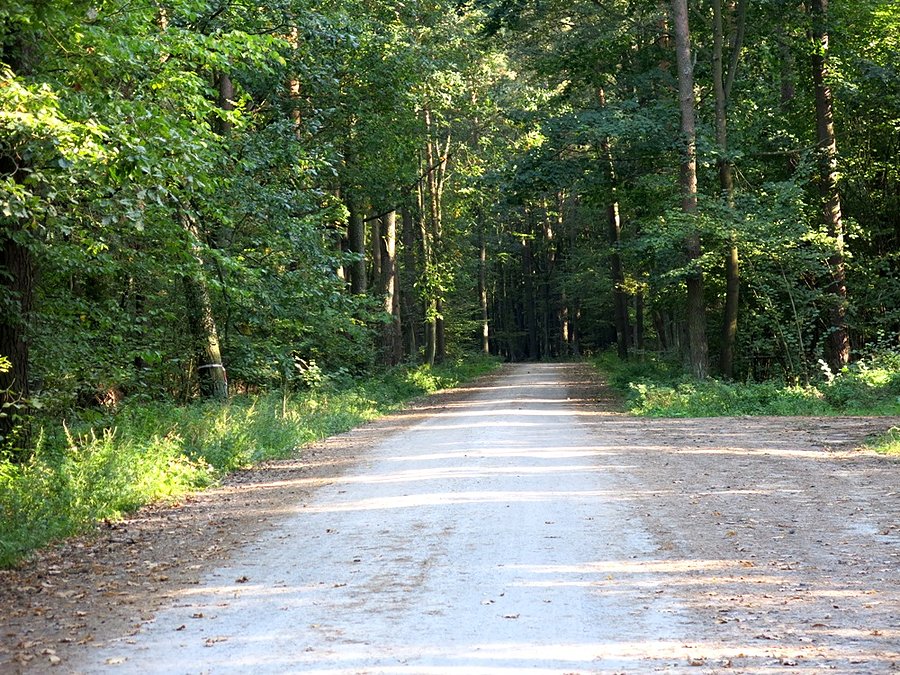 Niespodziewałam się tutaj nowej autostrady - tu na czerwonym szlaku w stronę żubrów