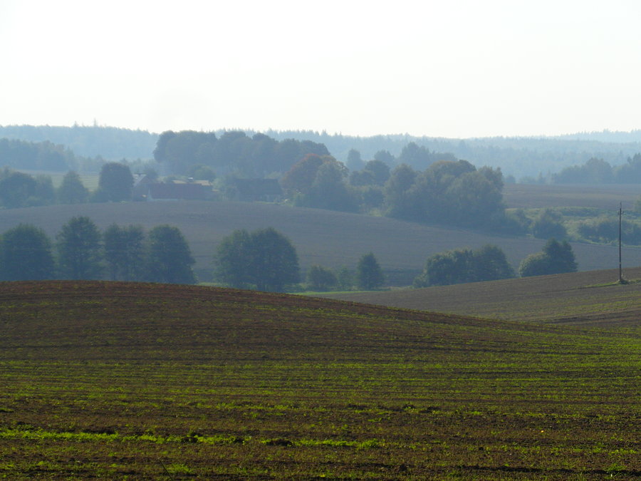 Widoczki