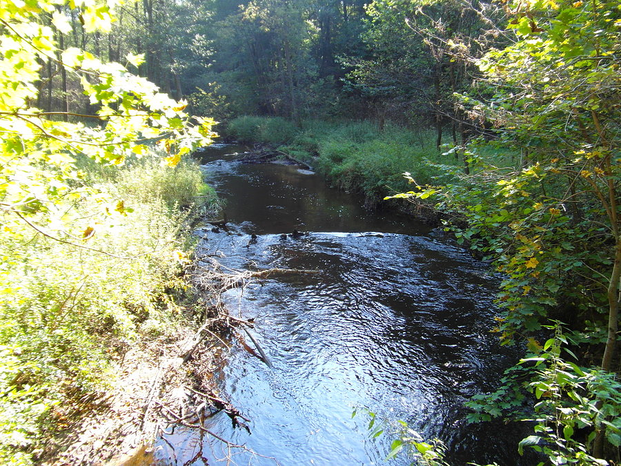 Rzeka Kamienica