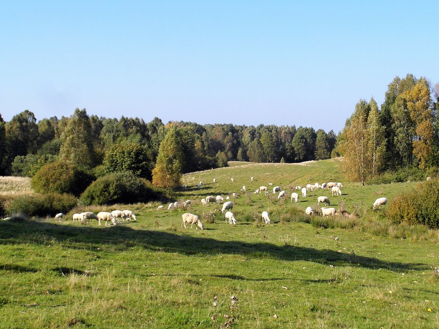 Łączka z owcami