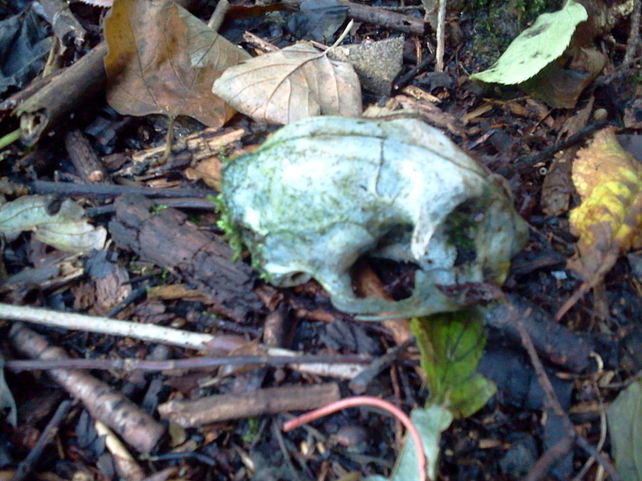 Schottergrube