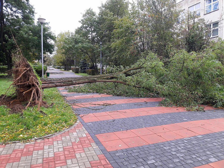 Skutki wczorajszej, nocnej wichury