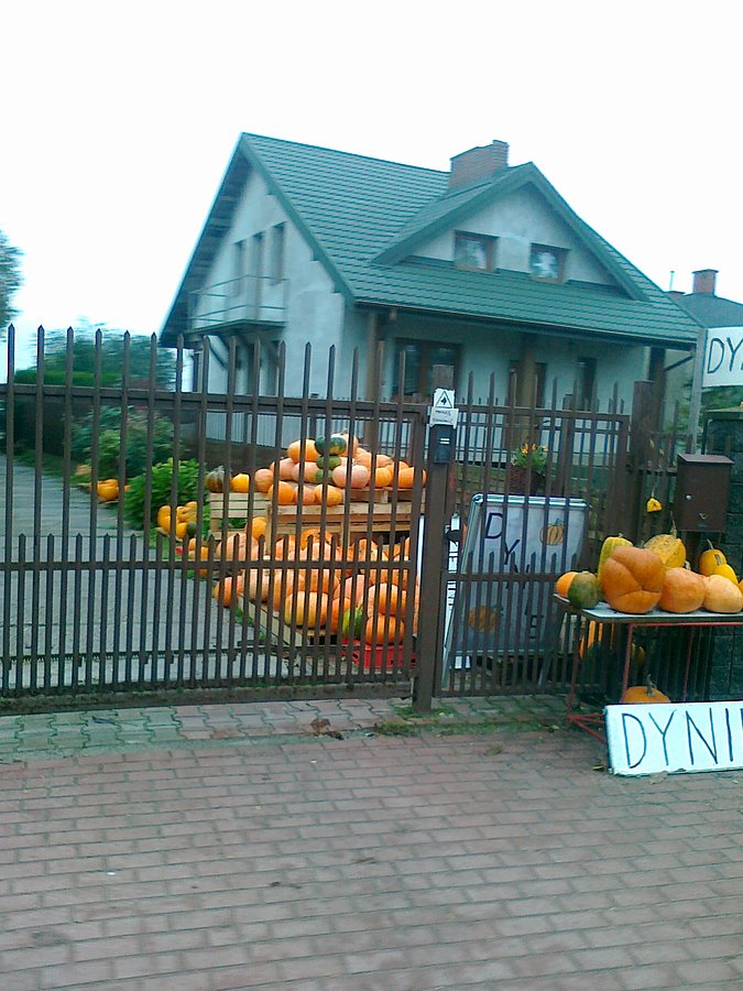 Dynie w Macierzyszu