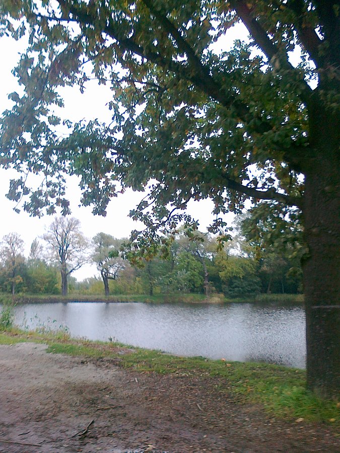 Staw w Ożarowie
