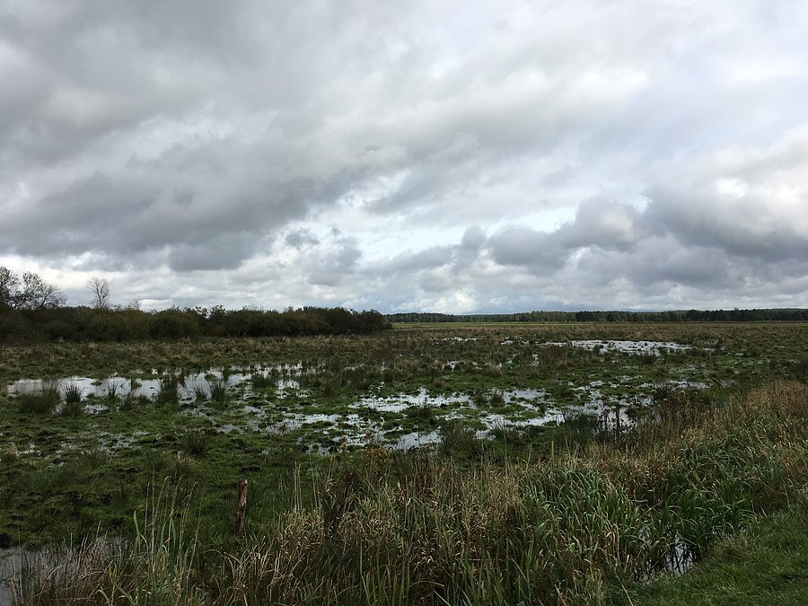 Podmkłe łąki w między Białą a Walkowicami