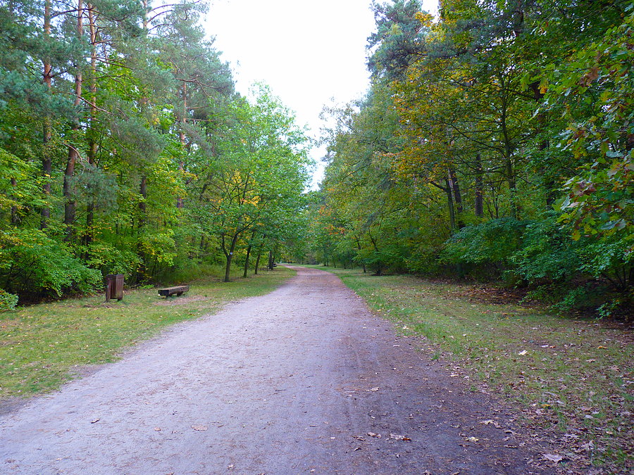 Lasek w Młocinach