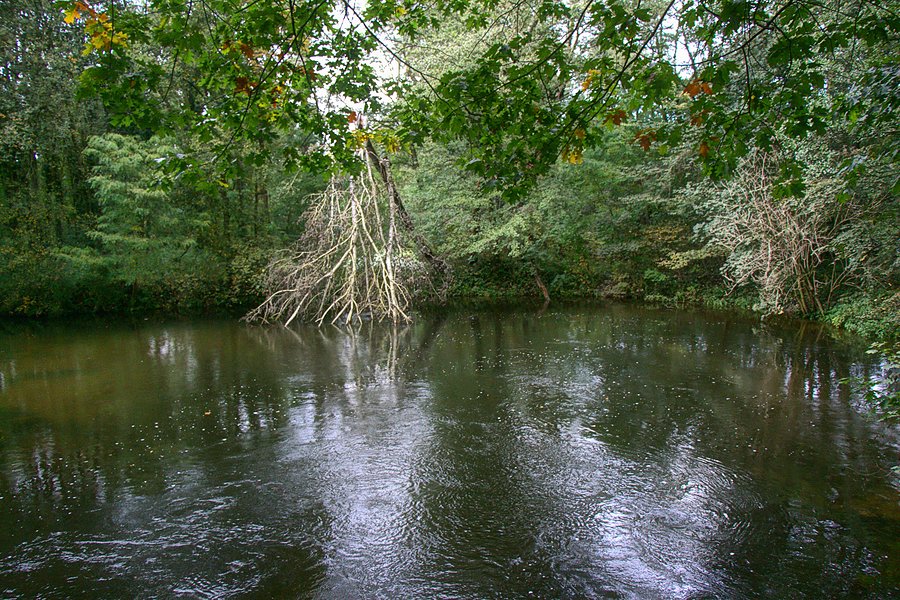 Płonia przy mostku