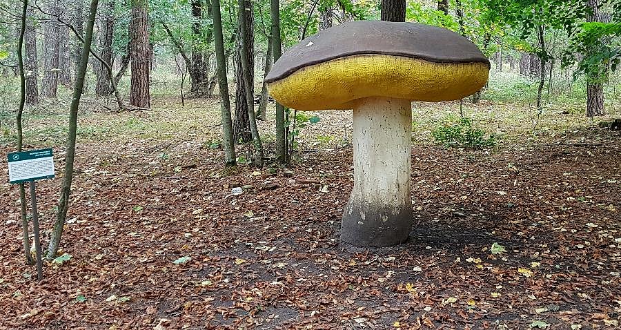 Borowik brynatny