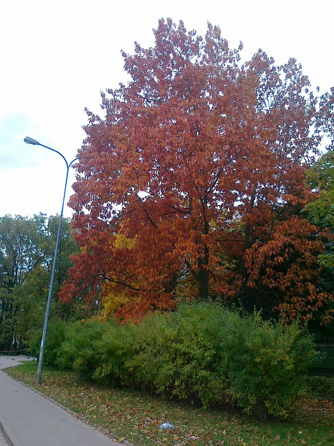 ..i jesienne drzewa