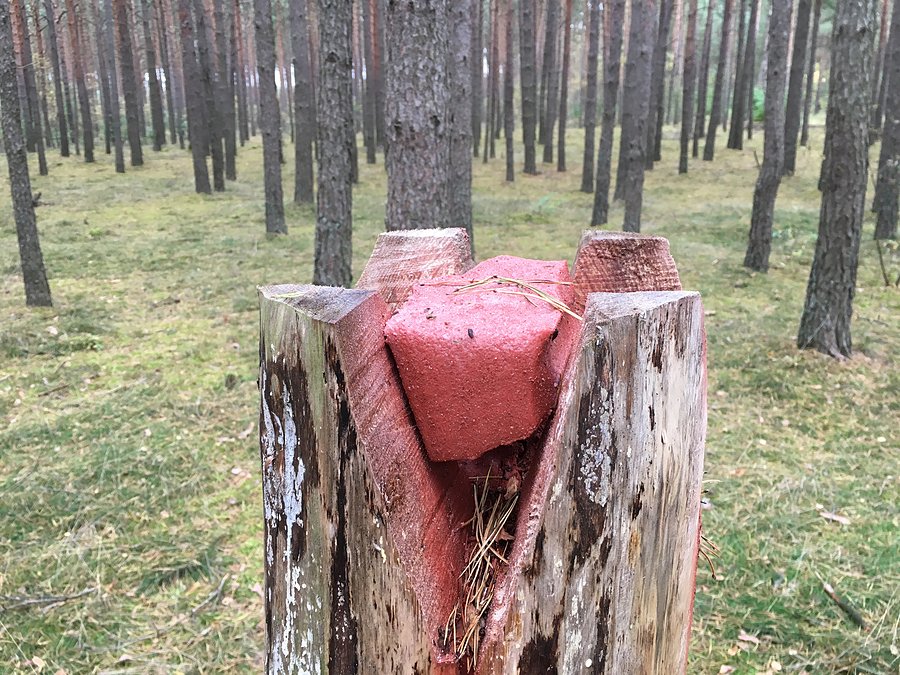 Lizawka niedaleko paśnika