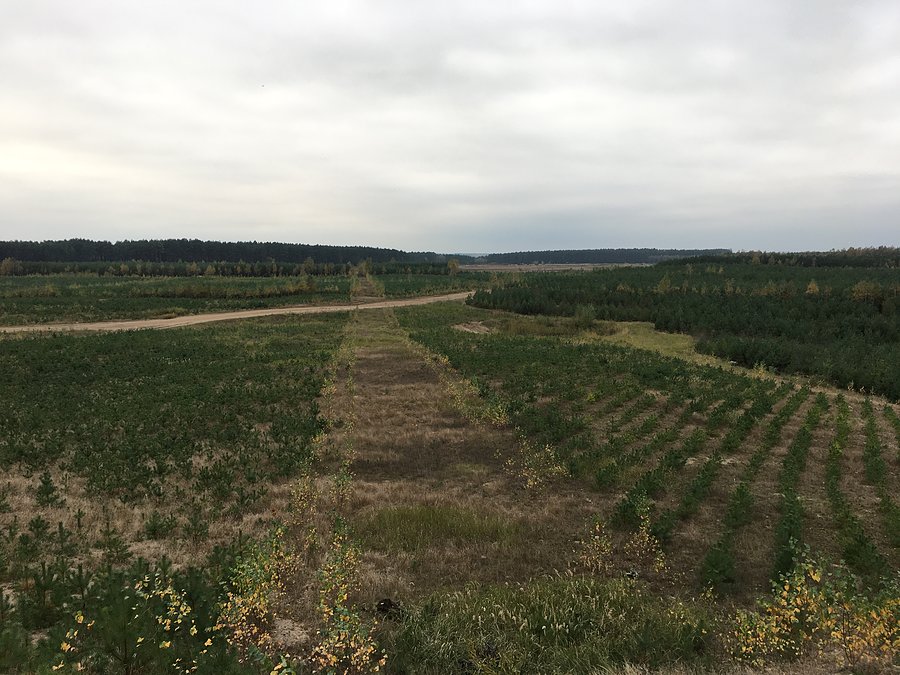 Rośnie nowy las na terenie żwirowni