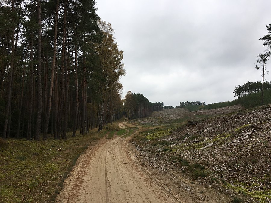 Wyjazd z Rzecina w kierunku Mężyka (drogą przez Puszczę Notecką)