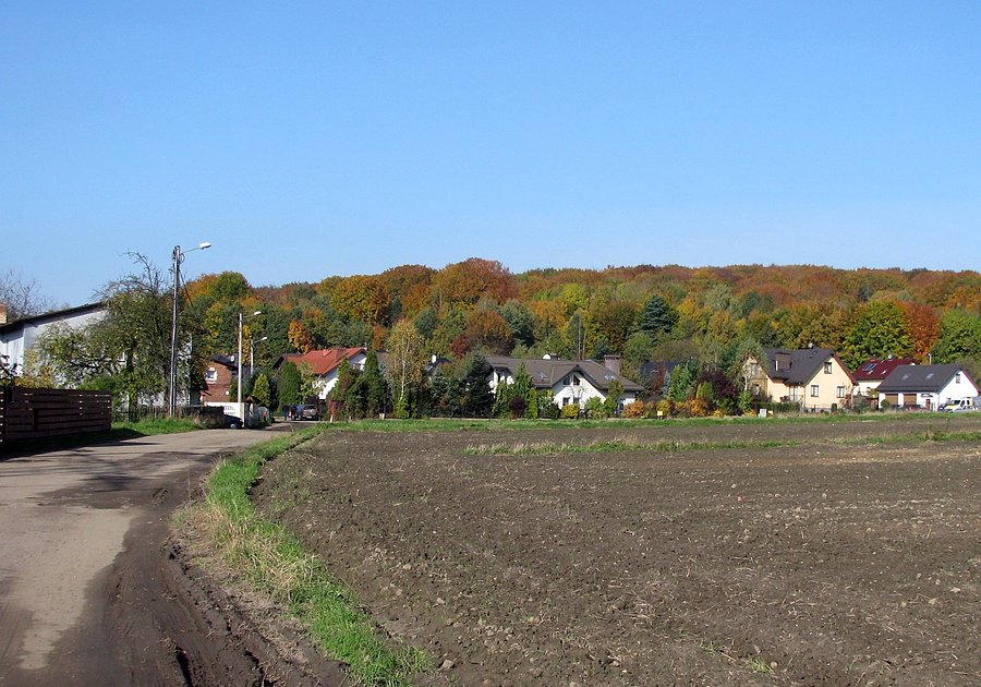 Kolorowy Segiet