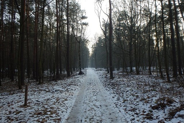 Szlak na terenie Lasu Miejskiego w Grudziądzu