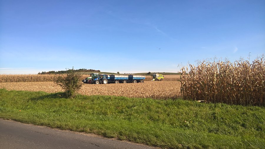 Koszenie kukurydzy na ziarno
