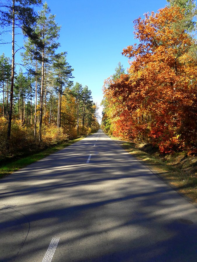 Jesienią nawet asfalty pięknieją I