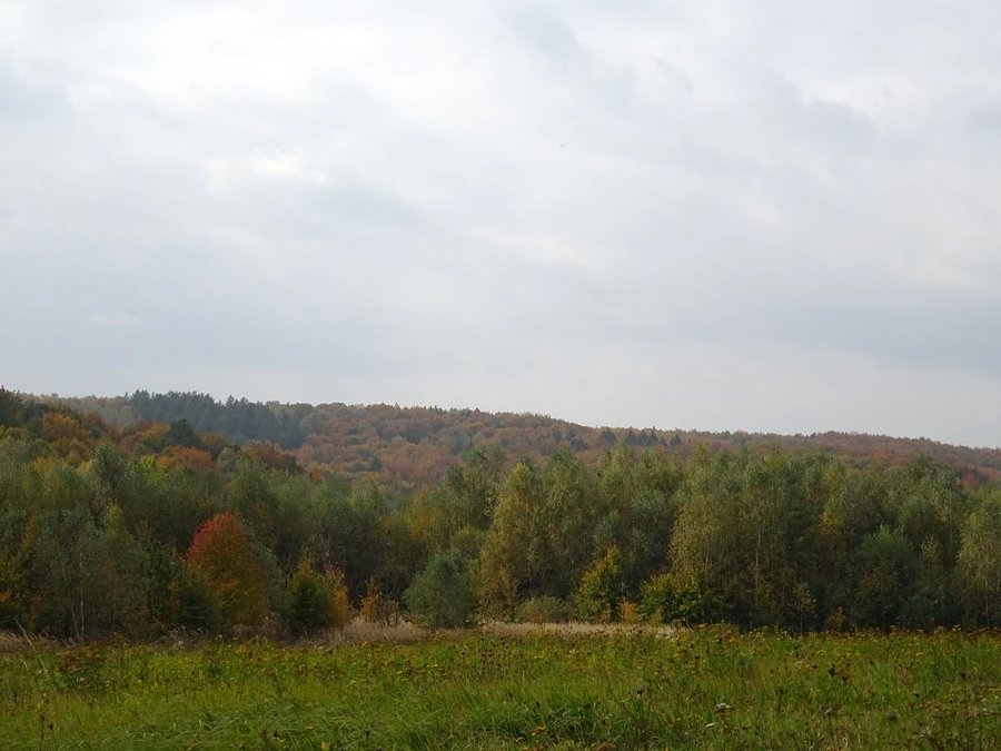 Przylaskowy klimat