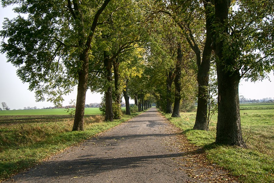 Droga z Kurcewa do Barnima