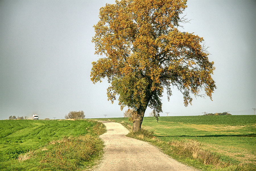 W drodze do Koszewa