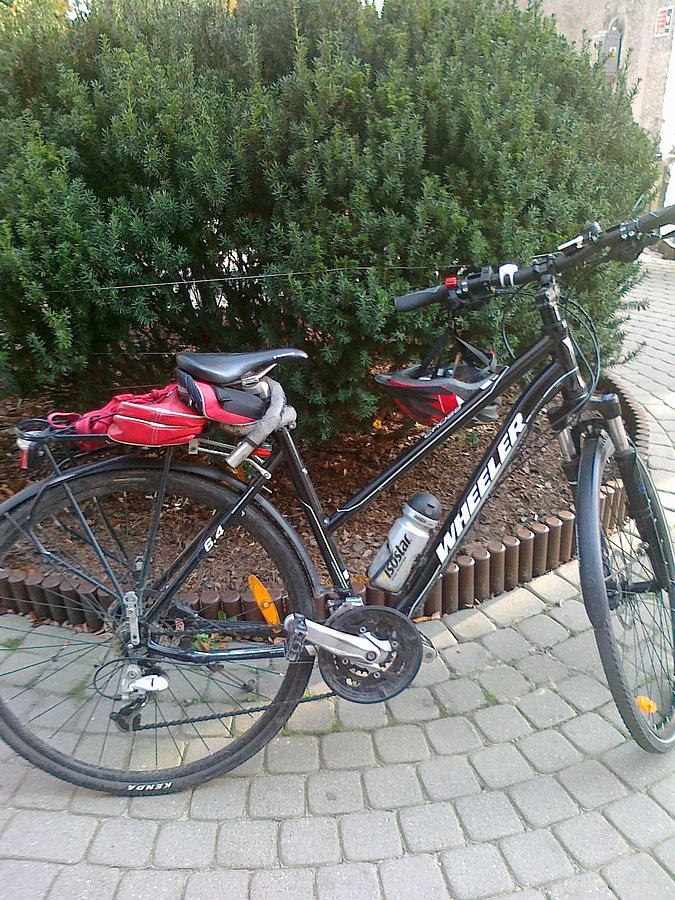 Czarnula na parkingu