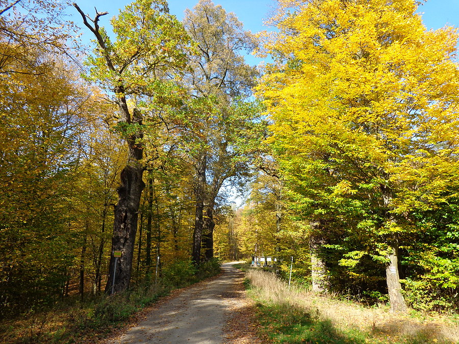 Krzyżowe Dęby