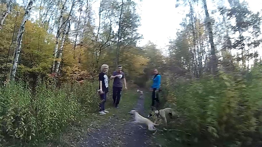 Ganiające psy to nie jest coś co chciałbym spotkać na ścieżce