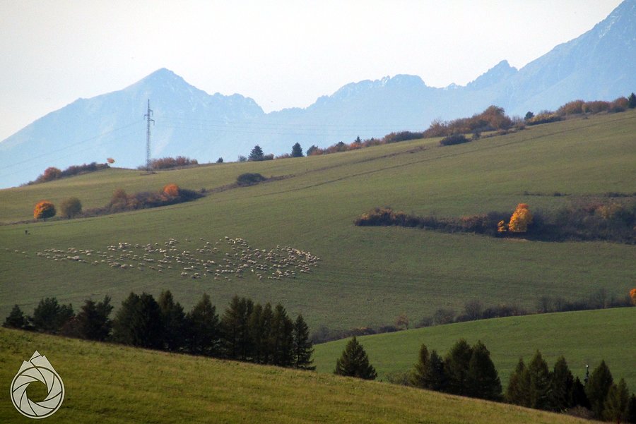 Ostatnie redyki na halach