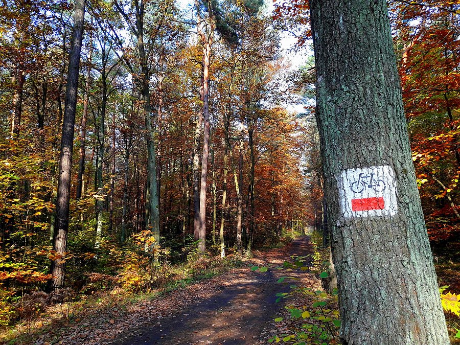 Na czerwonym rowerowym w okolicach Zielonej Góry